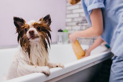 Pet Grooming and Pet Sitting Insurance in Juneau, AK by Budget Insurance Agency