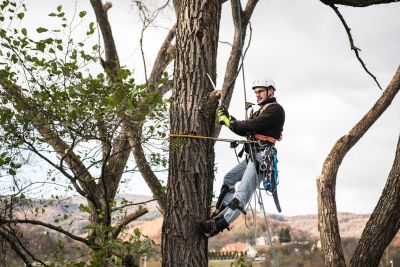 Tree Trimming Insurance in Juneau, AK by Budget Insurance Agency